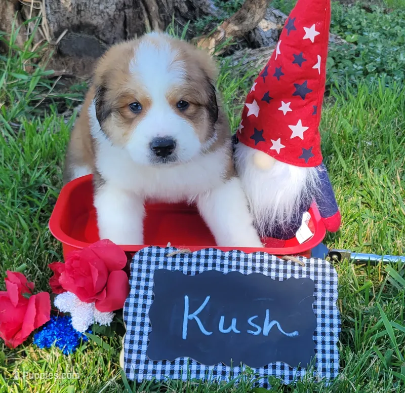 Kush – Bernese Mountain Dog, Great Pyrenees puppy for sale in Tampico, IL