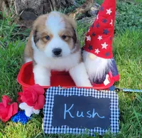 Great Bernese Kush, a male Bernese Mountain Dog and Great Pyrenees for sale in Tampico, IL – 1 of 10