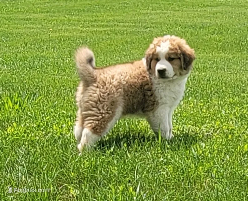 Great Bernese Herb – Bernese Mountain Dog, Great Pyrenees puppy for sale in Tampico, IL