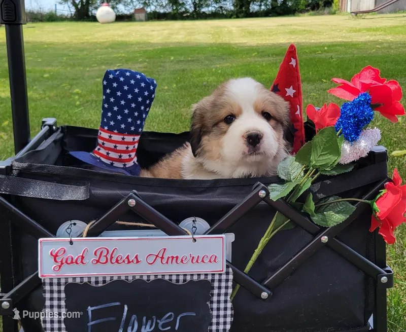 Great Bernese Flower – Bernese Mountain Dog, Great Pyrenees puppy on hold in Tampico, IL