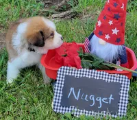 Great Bernese Nugget, a male Bernese Mountain Dog and Great Pyrenees for sale in Tampico, IL – 1 of 10