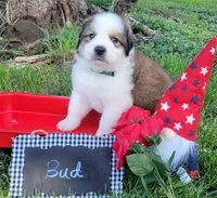 Great Bernese Bud, a male Bernese Mountain Dog and Great Pyrenees for sale in Tampico, IL – 3 of 10