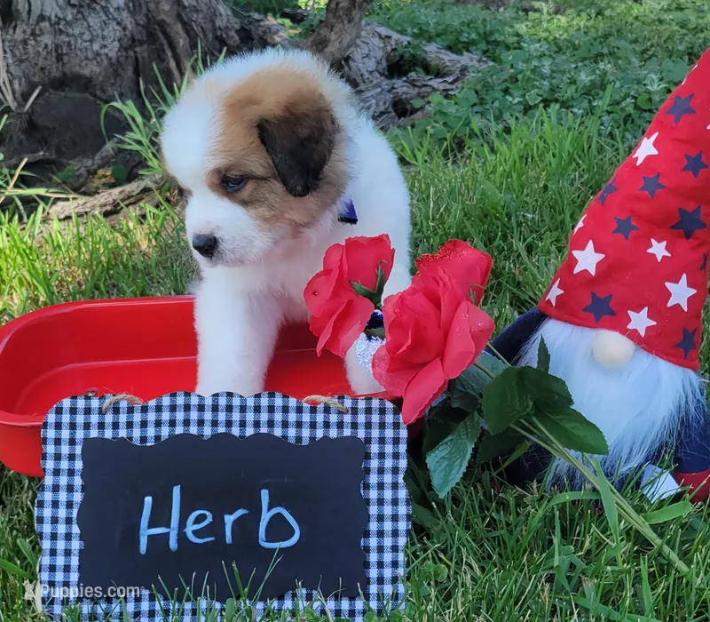 Herb – Bernese Mountain Dog, Great Pyrenees puppy for sale in Tampico, IL