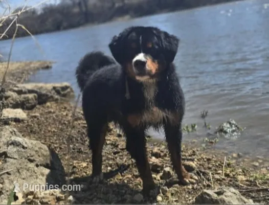 Maui, a female Bernese Mountain Dog and Great Pyrenees for sale in Tampico, IL – 7 of 8