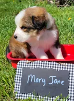 Great Bernese Mary Jane, a female Bernese Mountain Dog and Great Pyrenees for sale in Tampico, IL – 5 of 10