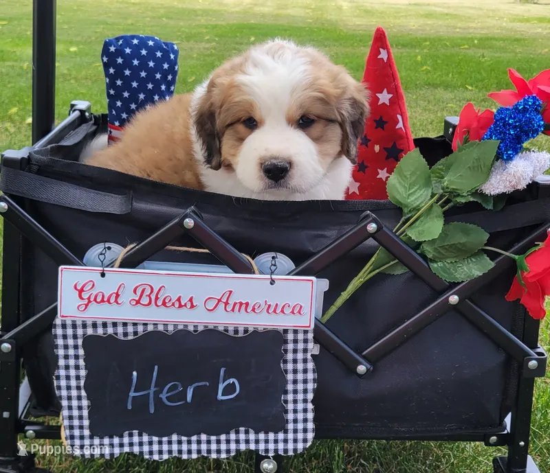 Great Bernese Herb – Bernese Mountain Dog, Great Pyrenees puppy for sale in Tampico, IL