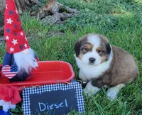 Great Bernese Diesel, a male Bernese Mountain Dog and Great Pyrenees for sale in Tampico, IL – 3 of 10
