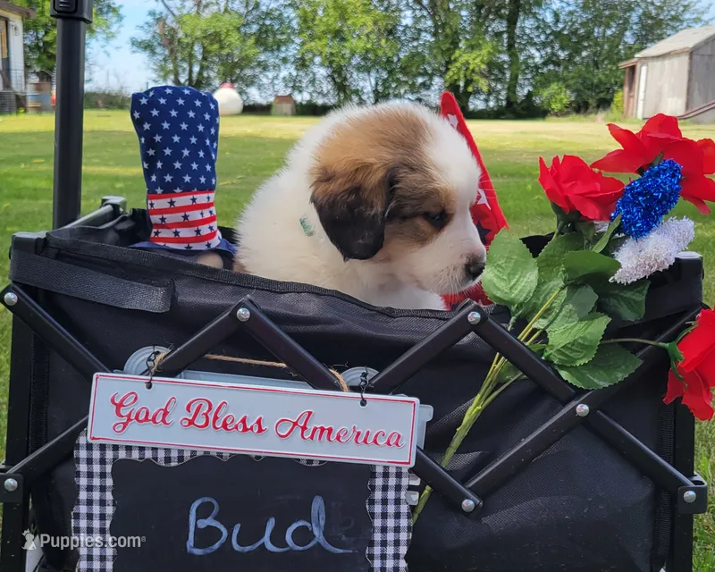 Great Bernese Bud – Bernese Mountain Dog, Great Pyrenees puppy for sale in Tampico, IL