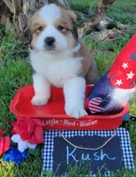 Great Bernese Kush, a male Bernese Mountain Dog and Great Pyrenees for sale in Tampico, IL – 4 of 10