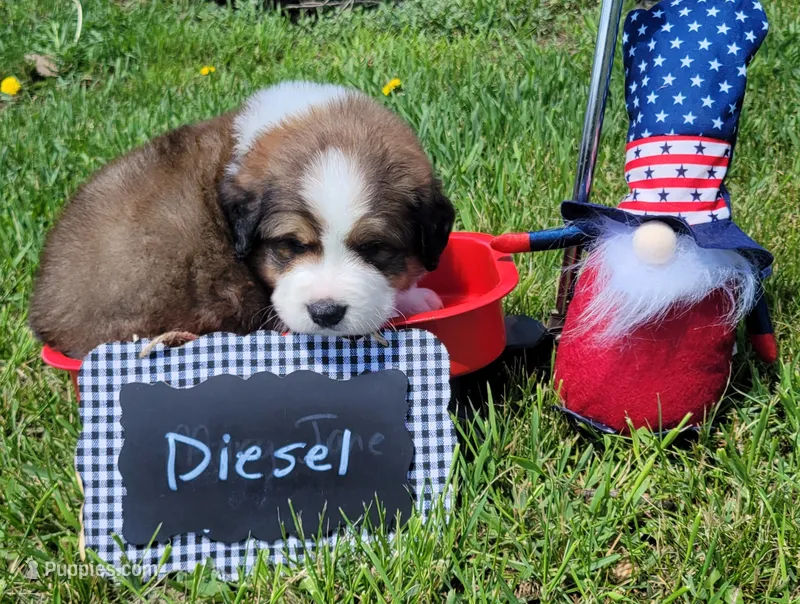 Diesel – Bernese Mountain Dog, Great Pyrenees puppy for sale in Tampico, IL