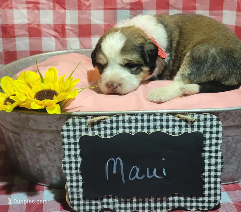 Maui – Bernese Mountain Dog, Great Pyrenees puppy for sale in Tampico, IL