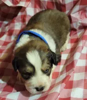 Diesel, a male Bernese Mountain Dog and Great Pyrenees for sale in Tampico, IL – 2 of 8