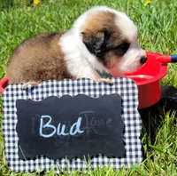 Great Bernese Bud, a male Bernese Mountain Dog and Great Pyrenees for sale in Tampico, IL – 7 of 10
