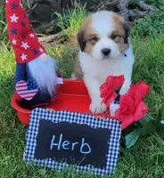 Great Bernese Herb, a male Bernese Mountain Dog and Great Pyrenees for sale in Tampico, IL – 2 of 10