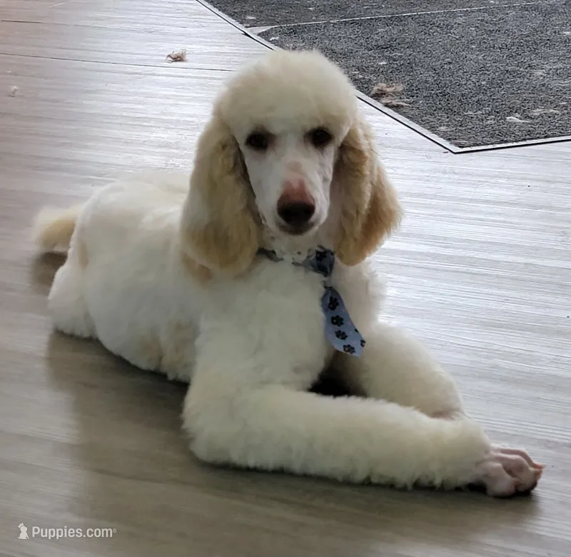 Cream Parti Knox – Poodle - Standard  puppy for sale in Tampico, IL