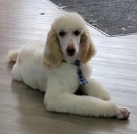 Cream Parti Knox, a male Poodle - Standard  for sale in Tampico, IL – 1 of 4