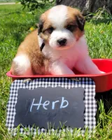 Great Bernese Herb, a male Bernese Mountain Dog and Great Pyrenees for sale in Tampico, IL – 7 of 10