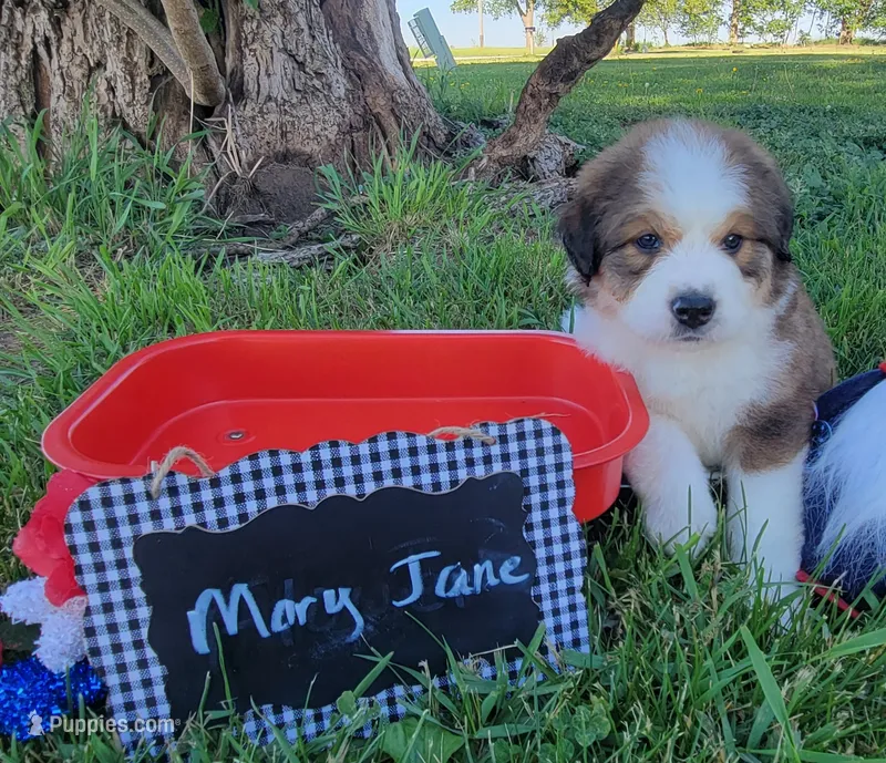 Mary Jane – Bernese Mountain Dog, Great Pyrenees puppy for sale in Tampico, IL