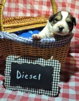 Diesel, a male Bernese Mountain Dog and Great Pyrenees for sale in Tampico, IL – 5 of 8