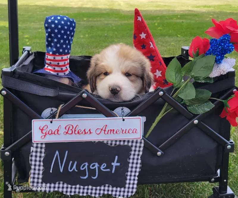 Great Bernese Nugget – Bernese Mountain Dog, Great Pyrenees puppy for sale in Tampico, IL
