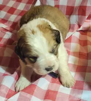 Herb, a male Bernese Mountain Dog and Great Pyrenees for sale in Tampico, IL – 2 of 7