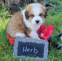 Great Bernese Herb, a male Bernese Mountain Dog and Great Pyrenees for sale in Tampico, IL – 4 of 10