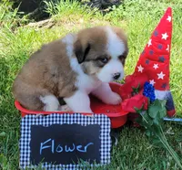 Great Bernese Flower, a female Bernese Mountain Dog and Great Pyrenees for sale in Tampico, IL – 4 of 10