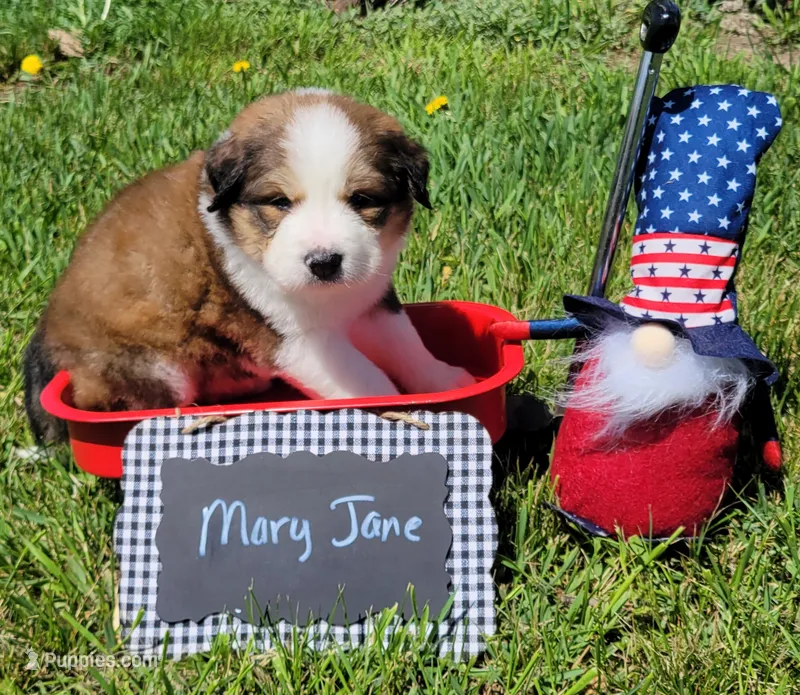 Mary Jane – Bernese Mountain Dog, Great Pyrenees puppy for sale in Tampico, IL