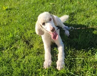 Cream Parti Knox, a male Poodle - Standard  for sale in Tampico, IL – 3 of 4