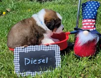 Great Bernese Diesel, a male Bernese Mountain Dog and Great Pyrenees for sale in Tampico, IL – 6 of 10