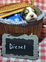 Diesel, a male Bernese Mountain Dog and Great Pyrenees for sale in Tampico, IL – 6 of 8
