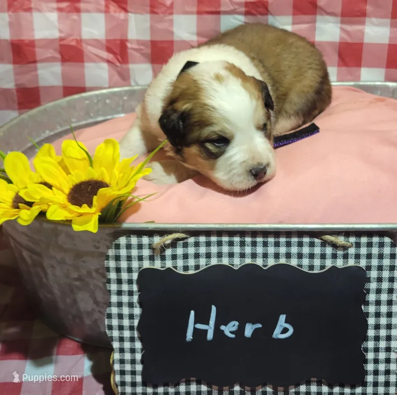 Herb – Bernese Mountain Dog, Great Pyrenees puppy for sale in Tampico, IL