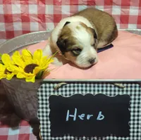 Herb, a male Bernese Mountain Dog and Great Pyrenees for sale in Tampico, IL – 1 of 7