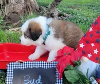 Great Bernese Bud, a male Bernese Mountain Dog and Great Pyrenees for sale in Tampico, IL – 4 of 10