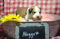 Nugget, a male Bernese Mountain Dog and Great Pyrenees for sale in Tampico, IL – 3 of 7