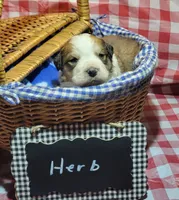 Herb, a male Bernese Mountain Dog and Great Pyrenees for sale in Tampico, IL – 3 of 7
