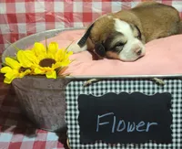 Flower, a female Bernese Mountain Dog and Great Pyrenees for sale in Tampico, IL – 4 of 7