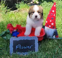 Great Bernese Flower, a female Bernese Mountain Dog and Great Pyrenees for sale in Tampico, IL – 3 of 10