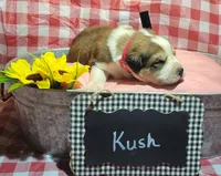Kush, a male Bernese Mountain Dog and Great Pyrenees for sale in Tampico, IL – 4 of 7