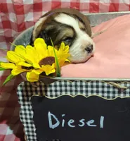 Diesel, a male Bernese Mountain Dog and Great Pyrenees for sale in Tampico, IL – 4 of 8