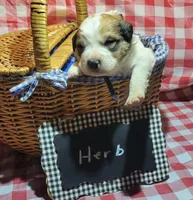Herb, a male Bernese Mountain Dog and Great Pyrenees for sale in Tampico, IL – 4 of 7