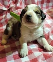 Mary Jane, a female Bernese Mountain Dog and Great Pyrenees for sale in Tampico, IL – 3 of 7