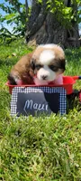 Great Bernese Maui, a female Bernese Mountain Dog and Great Pyrenees for sale in Tampico, IL – 6 of 10