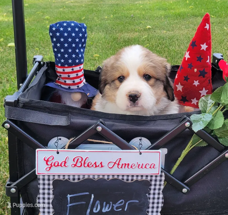 Great Bernese Flower – Bernese Mountain Dog, Great Pyrenees puppy on hold in Tampico, IL