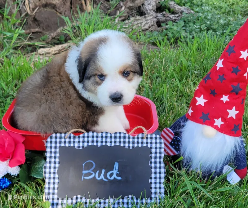 Bud – Bernese Mountain Dog, Great Pyrenees puppy for sale in Tampico, IL