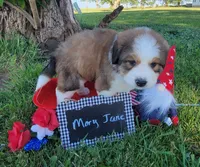 Great Bernese Mary Jane, a female Bernese Mountain Dog and Great Pyrenees for sale in Tampico, IL – 2 of 10