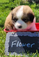 Great Bernese Flower, a female Bernese Mountain Dog and Great Pyrenees for sale in Tampico, IL – 6 of 10