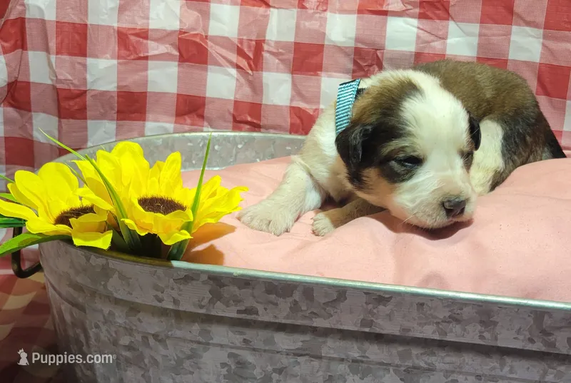 Bud – Bernese Mountain Dog, Great Pyrenees puppy for sale in Tampico, IL