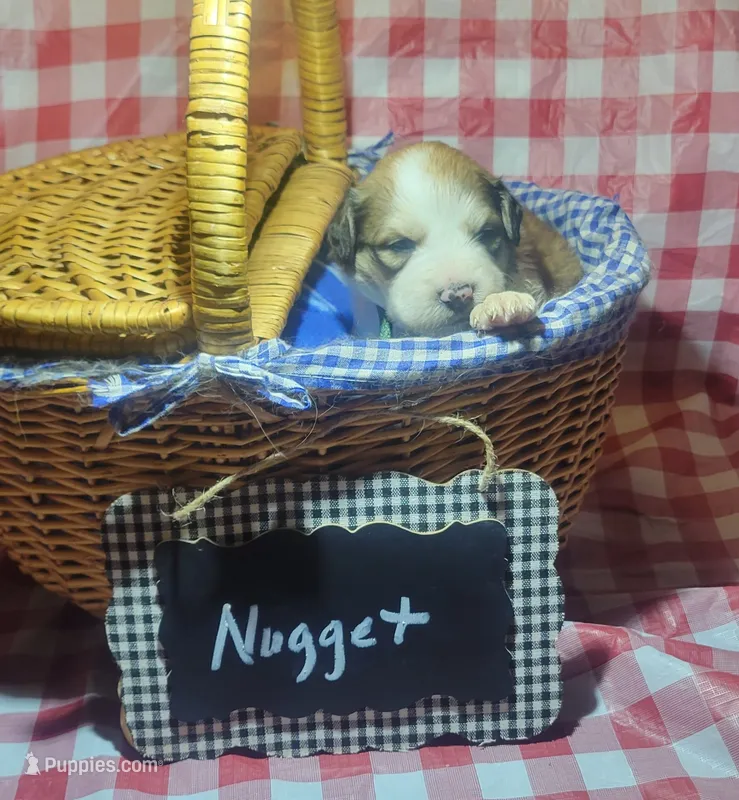 Nugget – Bernese Mountain Dog, Great Pyrenees puppy for sale in Tampico, IL