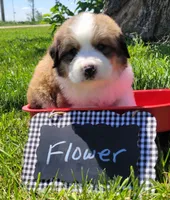 Great Bernese Flower, a female Bernese Mountain Dog and Great Pyrenees for sale in Tampico, IL – 7 of 10